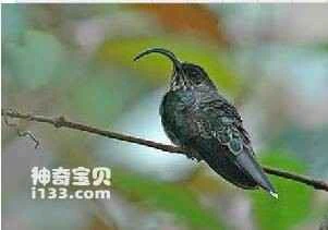 Yellow-tailed Sicklebill (Eutoxeres condamini)