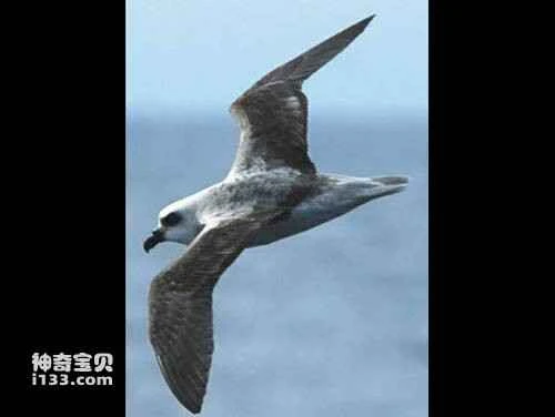 White-headed Petrel (Pterodroma lessonii)