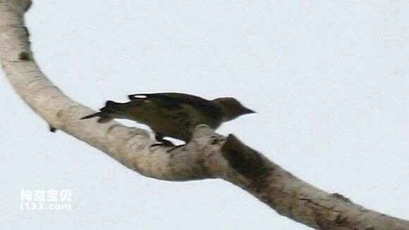 2023052018880756.jpg 1388ed8aa61ea8d3bf6096389c0a304e251f583b_九雷图片转换器.jpg