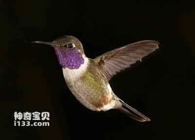 White-bellied Hummingbird, Leucippus chionogaster
