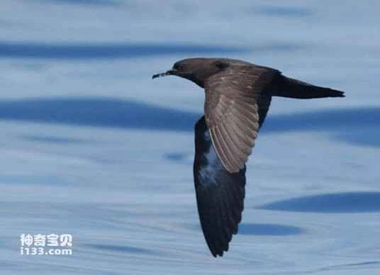 Solomon petrel, *Puffinus heinrothi*, Heinroth's Shearwater