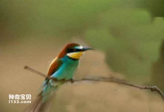 Neblina Metaltail (Metallura odomae)