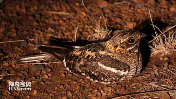 2023041822093686.jpg aba6dc1d8701a18b99a3789d972f07082938fe0f_九雷图片转换器.jpg