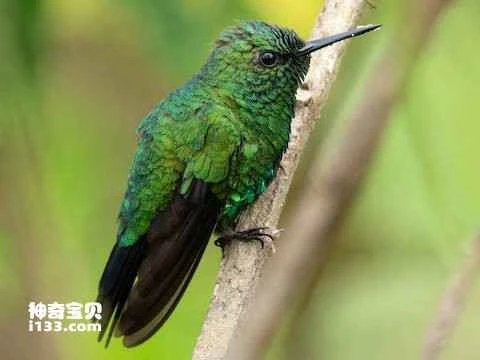 Garden Emerald Hummingbird, Chlorostilbon assimilis