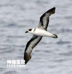 Black-capped Petrel (Pterodroma hasitata)