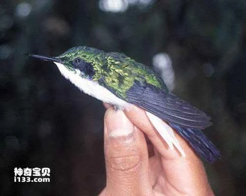 Black-eared Fairy (Heliactin aurita)
