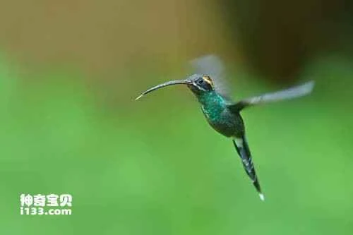 The Scale-throated Hermit (Phaethornis eurynome, cale-throated Hermit)