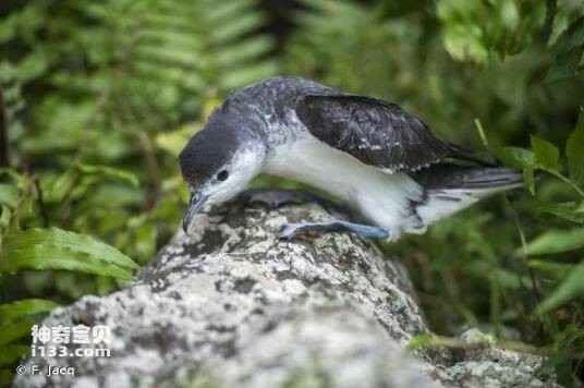 Townsend's Shearwater (Puffinus auricularis)