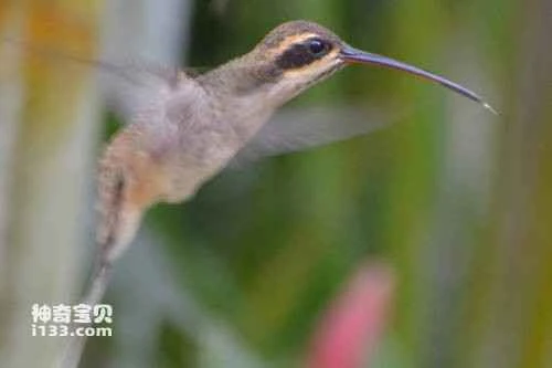 Pale-bellied Hermit,Phaethornis anthophilus,Pale-bellied Hermit