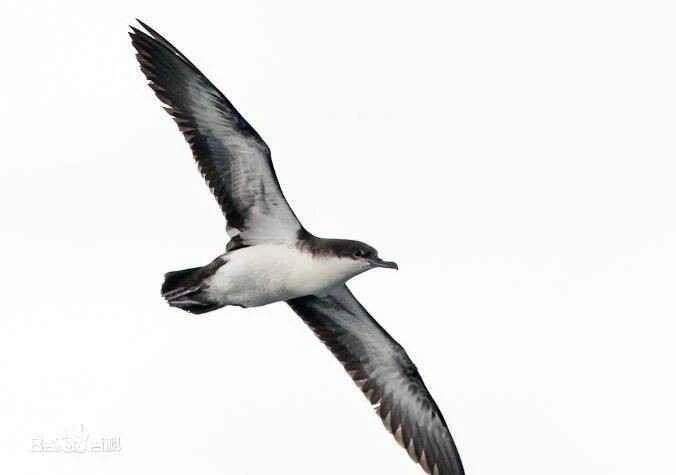 Galapagos Shearwater, Puffinus subalaris, Galapagos Shearwater