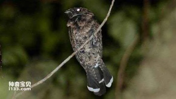 2023041930351451.jpg 2f562da6d933c895120520cedd1373f0830200fb_九雷图片转换器.jpg