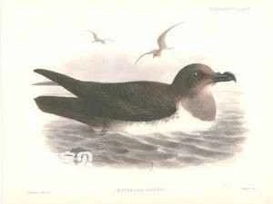 Atlantic Petrel (Pterodroma incerta)