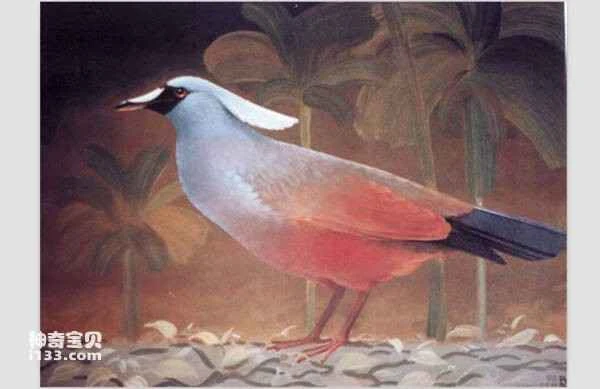 Solomon's Crowned Dove, microgoura meeki, rothschild