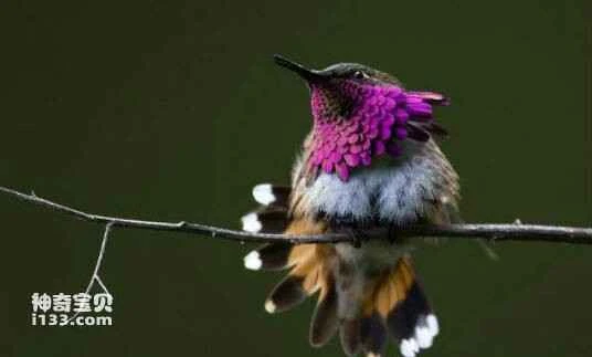 Pink-throated Brilliant (Heliodoxa gularis)