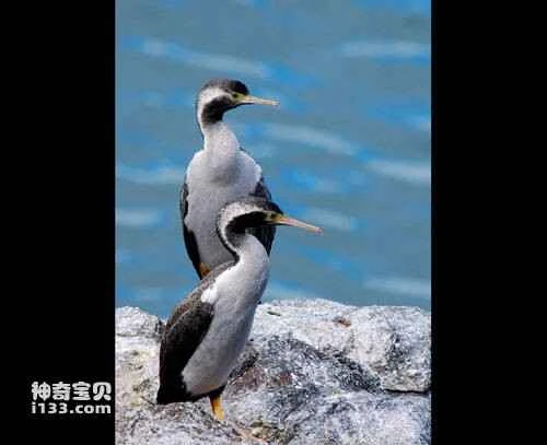 Kermadec Petrel, Pterodroma neglecta, Kermadec Petrel