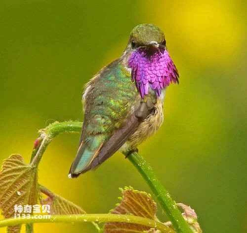 Glow-throated Hummingbird (Selasphorus ardens)