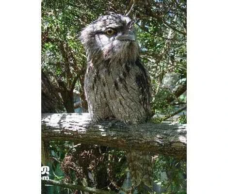 Sunda Frogmouth, Sunda Frog-mouth, Batrachostomus cornutus, Bornean Frogmouth