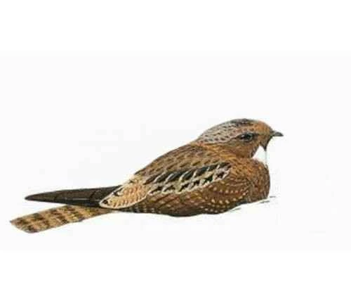 Papuan Nighthawk, Eurostopodus papuensis, Papuan Nighthqwk