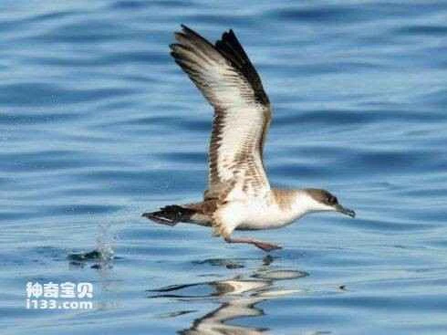 Puffinus atrodorsalis, Mascarene Shearwater