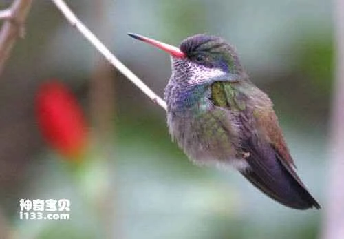 White-cheeked red-billed hummingbird, *Hylocharis cyanus*, White-chinned Sapphire