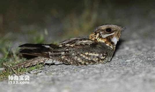 2023041514536622.jpg 0df431adcbef76094b368d421492b4cc7cd98c103095_九雷图片转换器.jpg