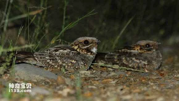 2023041714209662.jpg 967255f23a87e9503368078619385343faf2b454_九雷图片转换器.jpg