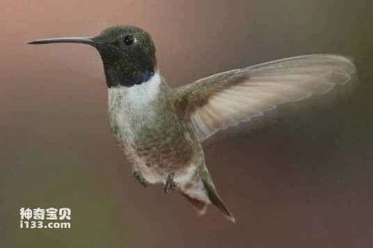 Black-chinned Hummingbird, Archilochus alexandri