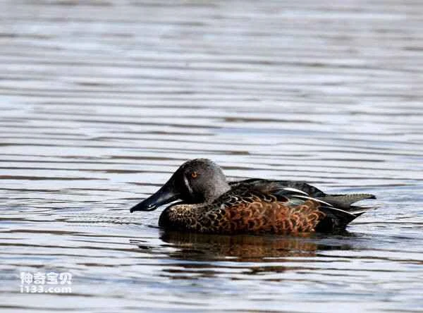 2023030221402840.jpg e11a15d0f98485d0eb3b089e0ab8e95a_九雷图片转换器.jpg