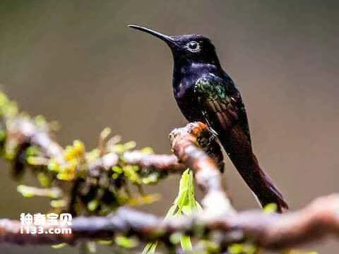 Black hummingbird, Florisuga fusca, Black Jacobin