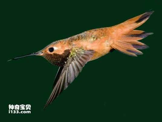 Black-billed Golden-throated Hummingbird, Polytmus milleri, Tepui Goldenthroat