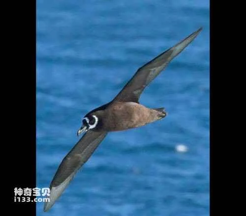 Spectacled Petrel, Procellaria conspicillata