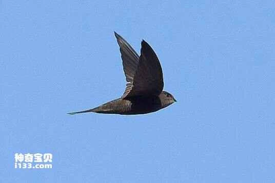 Plain Swift