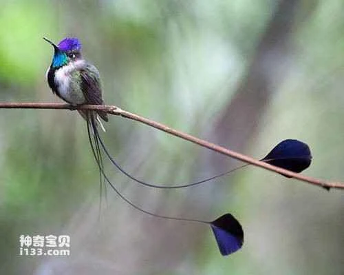 Fantailed Hummingbird, Discosura longicauda, ​​Racquet-tailed Coquette