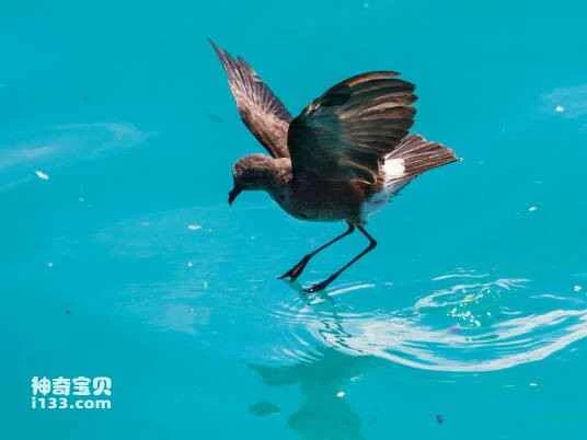 White-vented Storm Petrel, Oceanites gracilis