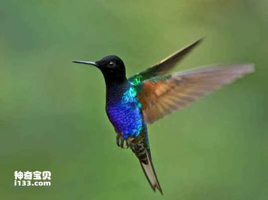 Purple-crowned Hummingbird, Boissonneaua jardini, Velvet-purple Coronet