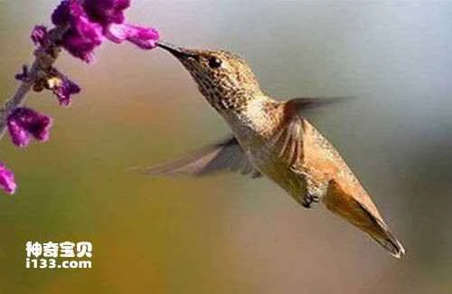 Golden Starfronlet (Coeligena eos)