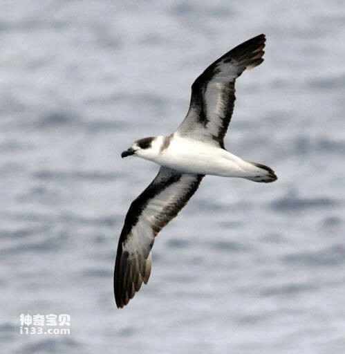 Messenger Roundtail, Pterodroma arminjoniana, Herald Petrel