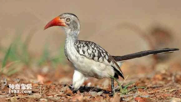 2023050316285591.jpg 1a815586e950352a75d5003f5d43fbf2b3118bc0_九雷图片转换器.jpg