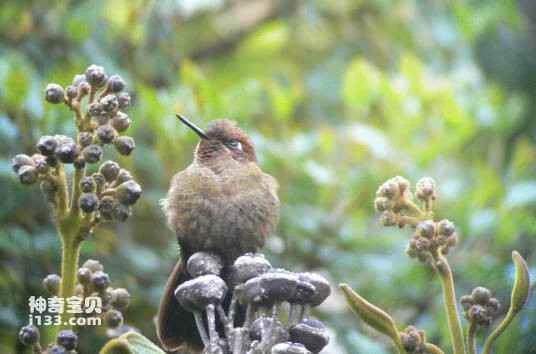 Coppery Metaltail (Metallura theresiae)