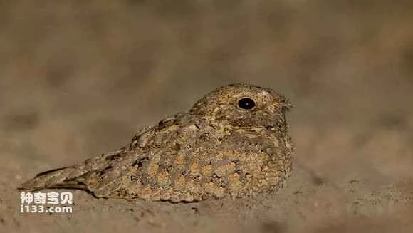 2023041742056887.jpg 6b8994ecab64034feccb3deca6c379310b551d4d_九雷图片转换器.jpg