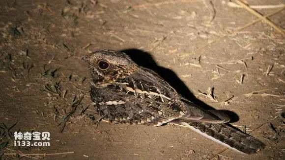 2023041815841932.jpg a5478adce71190efe00dfa0dc71b9d16fffa60e5_九雷图片转换器.jpg