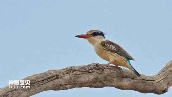 2023042715313301.jpg 0f5cd6399b504fc2e59d39d1eedde71192ef6d93_九雷图片转换器.jpg