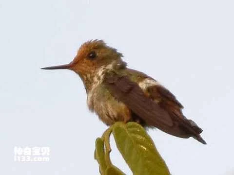 Dot-eared Coquette (Lophornis gouldii)