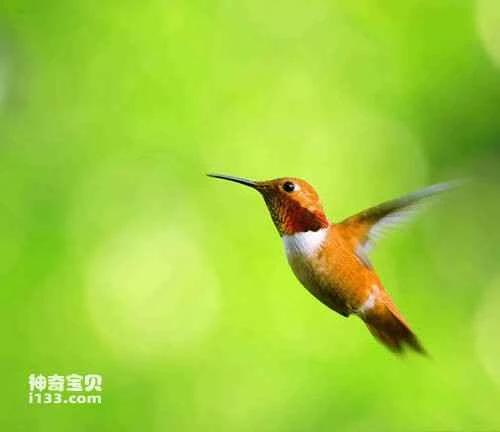 Fire-tailed Hummingbird, *Tilmatura dupontii*