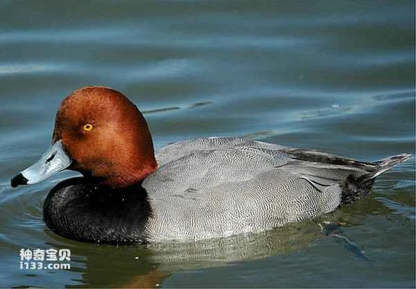 2023030331559783.jpg ac98e833cd27bdaa567990273f2aa60f_九雷图片转换器.jpg