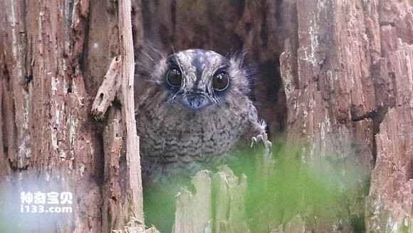 1681910370385669.jpg 2f562da6d933c8956dd739cedd1373f083020049_九雷图片转换器.jpg