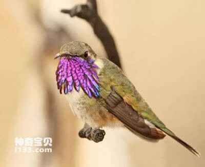 The Magnificent Hummingbird, Calothorax lucifer, Lucifer Hummingbird