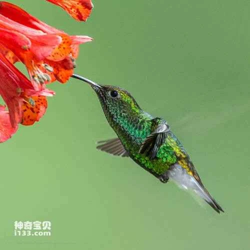 Coppery-headed Emerald