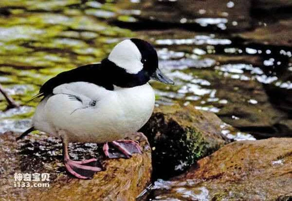 White-naped Magpie-duck, White-capped Magpie-duck, Giant Magpie-duck, Bucephala albeola, Bufflehead