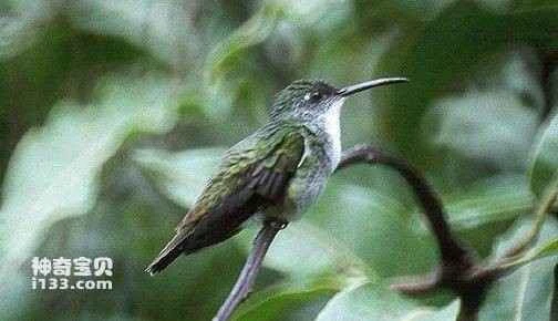 White-breasted hummingbird, *Agyrtria brevirostris*, White-chested Emerald